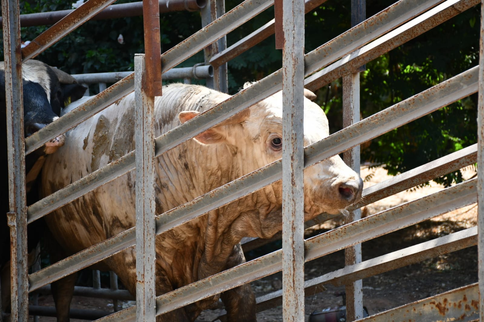 WhatsApp Image 2021-07-19 at 1.00.50 PM.jpeg